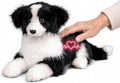 Chongker Realistic Border Collie Puppy for Seniors, Interactive Plush Dog with Barking, Purring & Heartbeat, Responds to Touch and Name, Voice Activated Companion Pet, 18 Inch MegaBDM