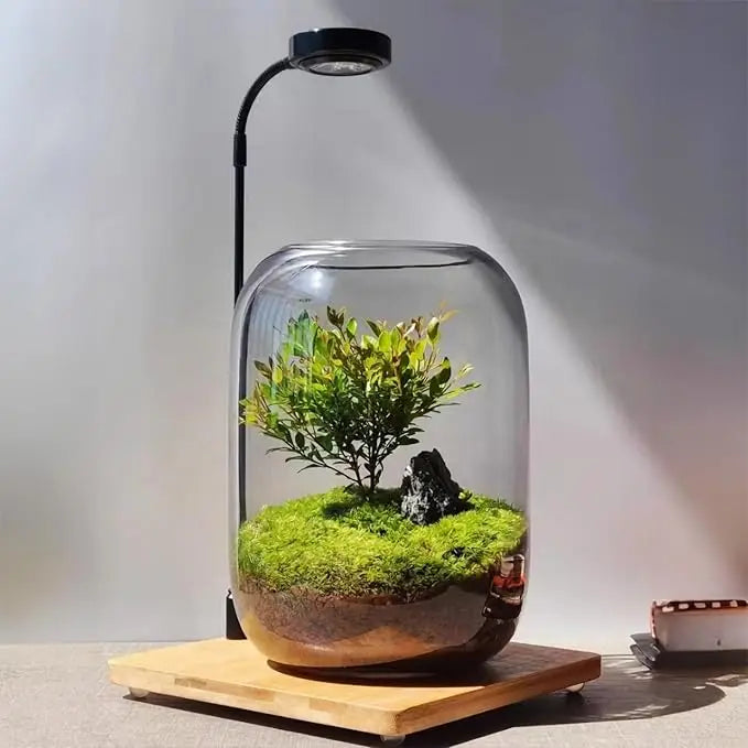 DIY Clear Glass Plant Terrarium 6.3"X8.6" Succulent Air Planter Fern Micro-Landscape Vase Home Office Terrarium Jars Wholesale
