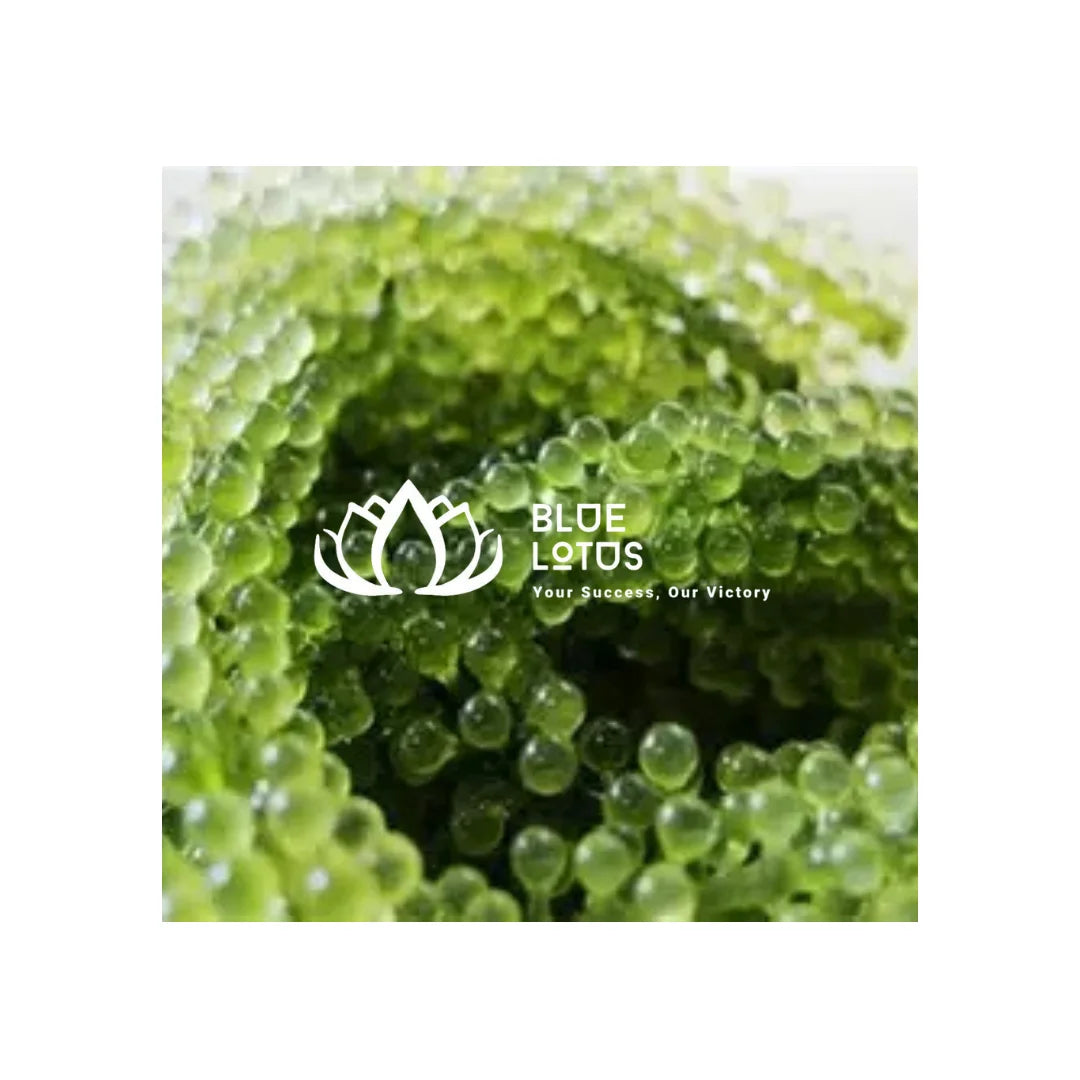 Caulerpa Lentillifera Dried Sea Grape from Vietnam Used in Various Food and Seafood Recipes