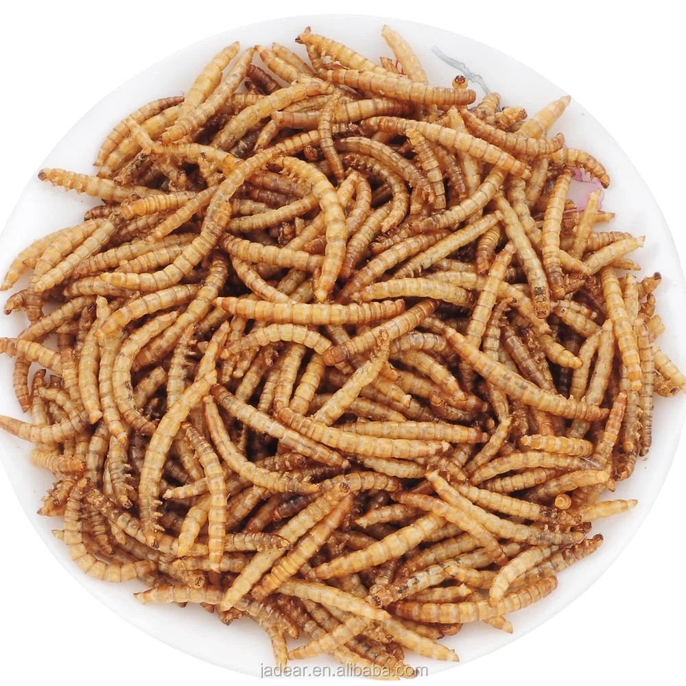 Dried Mealworms for Pet Chicken Food