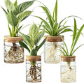 Classic Design Desktop Terrarium Propagation Stations Wholesale Air Planter Water Flower Glass Vase for Home Office Garden MegaBDM
