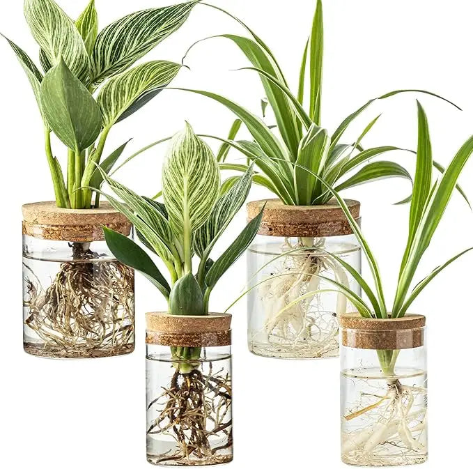 Classic Design Desktop Terrarium Propagation Stations Wholesale Air Planter Water Flower Glass Vase for Home Office Garden MegaBDM