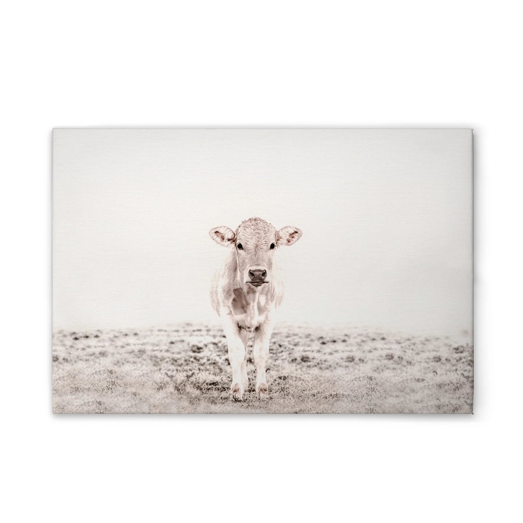 Made In Germany - Home Decor Canvas Picture Animals Cow Beige Cerme - Wall Mural In White And Cream - Stretcher Frame Art