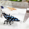 Custom Color Handmade Murano Glass Shrimp Prawn Lobster Animal Sculpture Chien Keng Blown Glass Home Decor Taiwan Individual MegaBDM