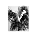 Made In Germany - Home Decor Canvas Picture Palm Trees - Wall Mural In Black And White - Canvas Picture On Stretcher Frame