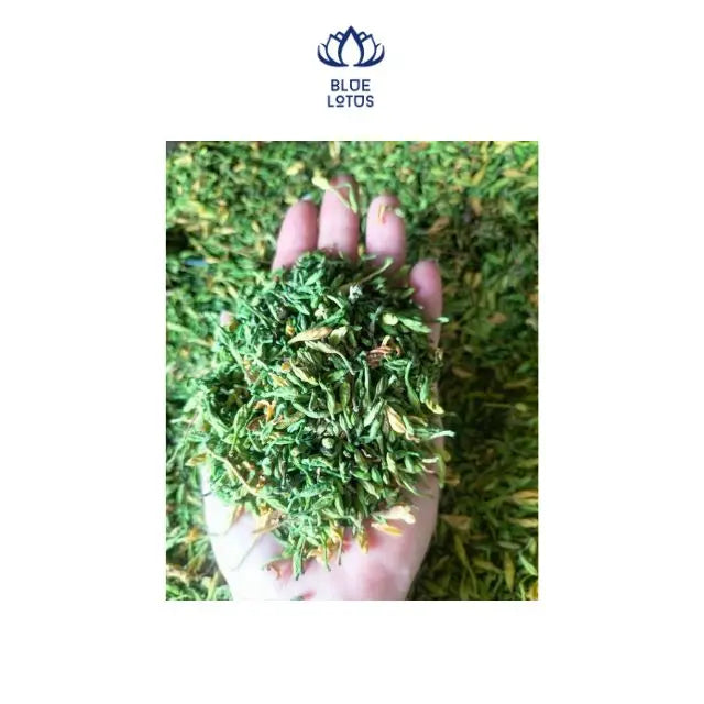 Dried Male Papaya Flowers Seeds for Herbs Vietnam Delicious Fresh Green Yellow SUPPLIER FROM VIETNAM - BLUE LOTUS