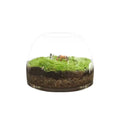 Botanica Modern Glass Castle Succulent Air Planter Wood Wall Vase Decorative Christmas Wedding Modern Close Glass Terrarium