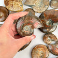 Wholesale High Quality Polished Rainbow Ammonite Fossils Different Sizes Natural Rare Shell Fossil Jade Pattern Feng Shui Decor
