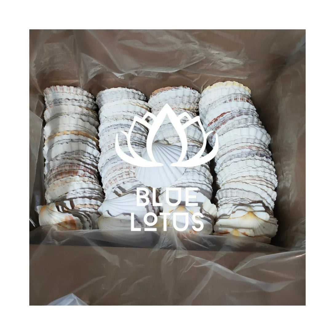 Authentic Ocean Seashells from Vietnam / Great for Interior Design Beach Decor & Gift Sets
