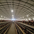 New Remote Control Poultry Feeding Equipment Breeding Quantity 10000 MT A-Type Layer Chicken Cage