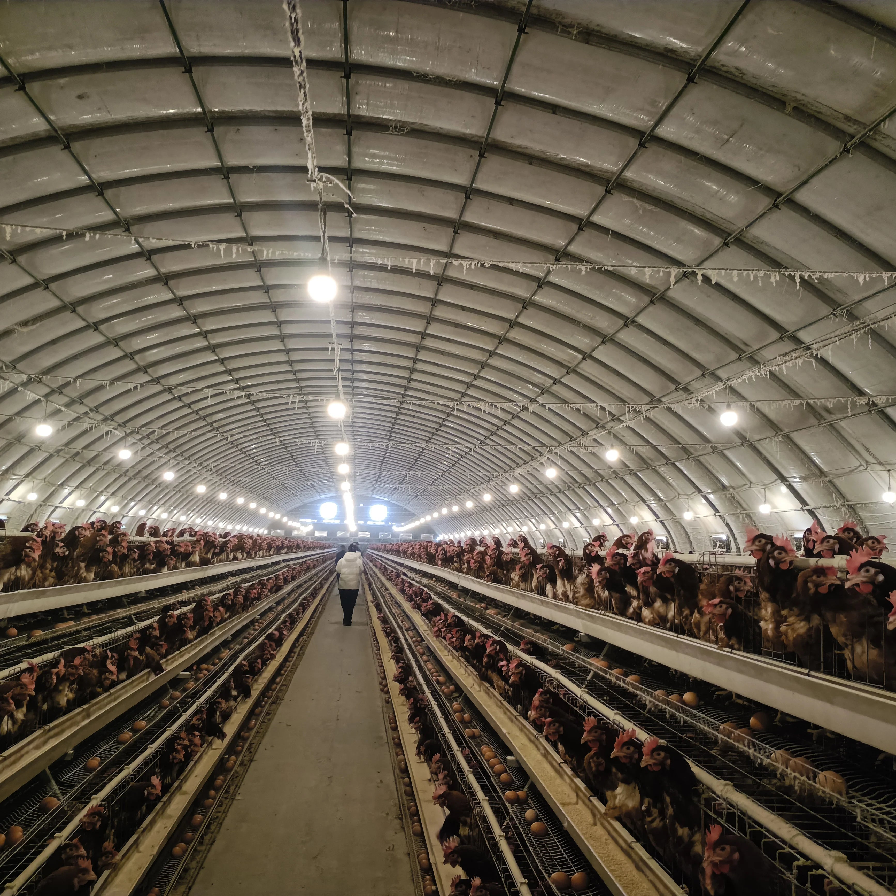 New Remote Control Poultry Feeding Equipment Breeding Quantity 10000 MT A-Type Layer Chicken Cage