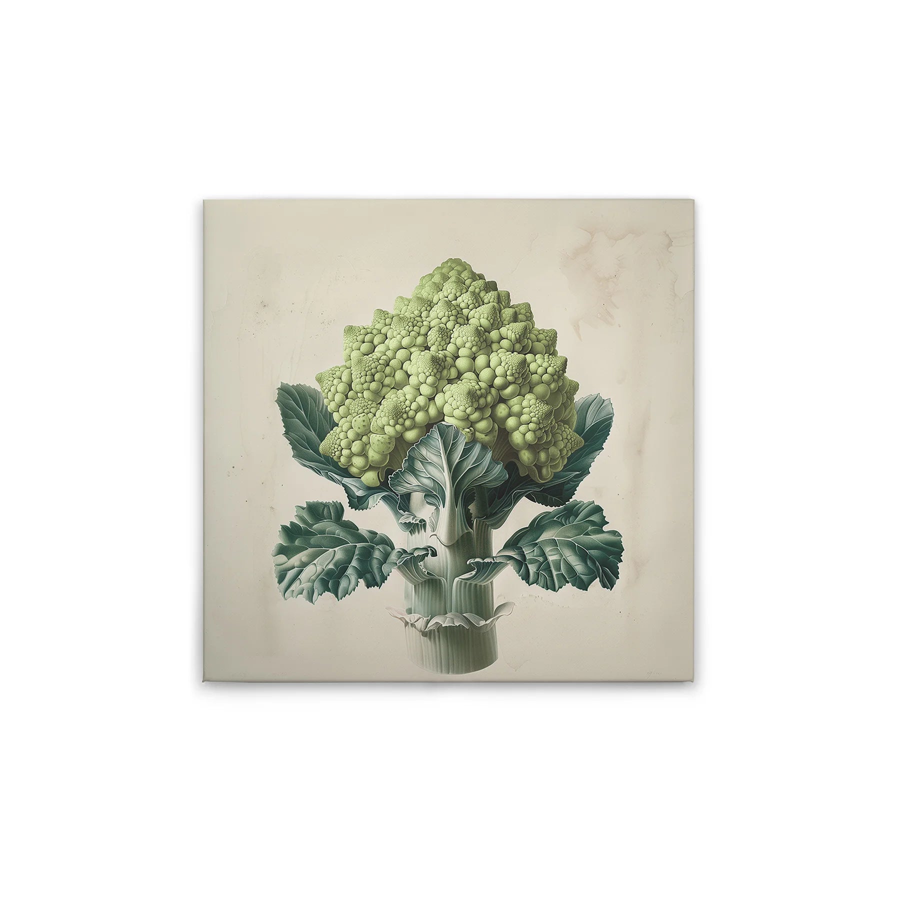 Made In Germany - Home Decor Canvas Picture Romanesco Kitchen Motif - Wall Mural In Cream And Beige - Stretcher Frame Art