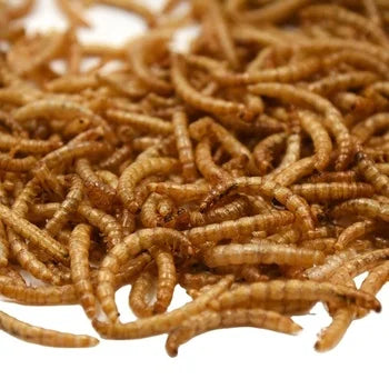 100% Natural Animal Protein Dried Bread Mealworm Premium Dry Food for Fish High-Protein Grain-Free