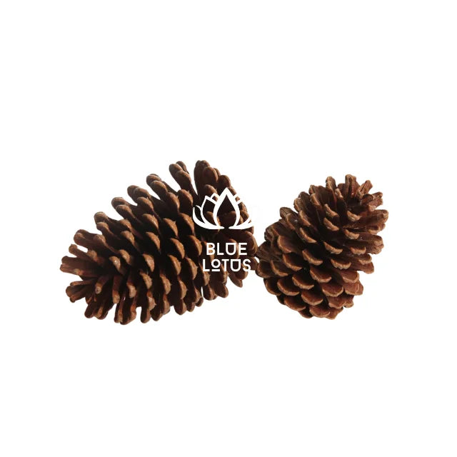 Rustic Dried Pine Cones for Christmas Decor DIY Craft Projects Holiday Ornaments and Natural Wedding Decorations