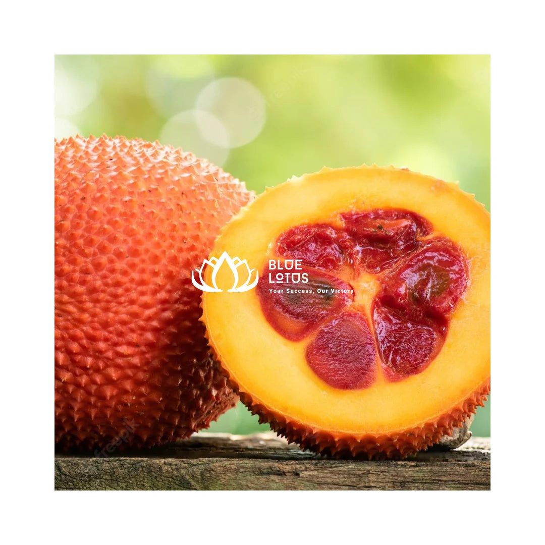 Frozen Gac Fruit-High Lycopene Content-Ready to Ship