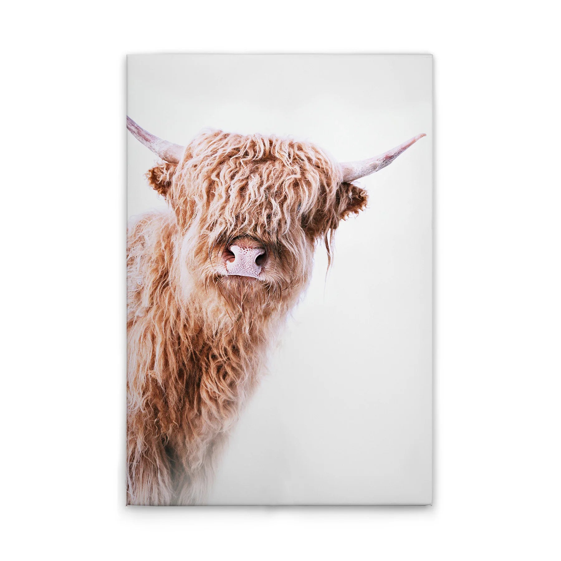 Made In Germany - Home Decor Canvas Picture Animals Cow - Wall Mural In White And Brown - Canvas Picture On Stretcher Frame