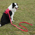 Light up Padded Collar Martingale Leash Heavy Duty Spiked LED USB Rechargeable Polyester Dog Harness