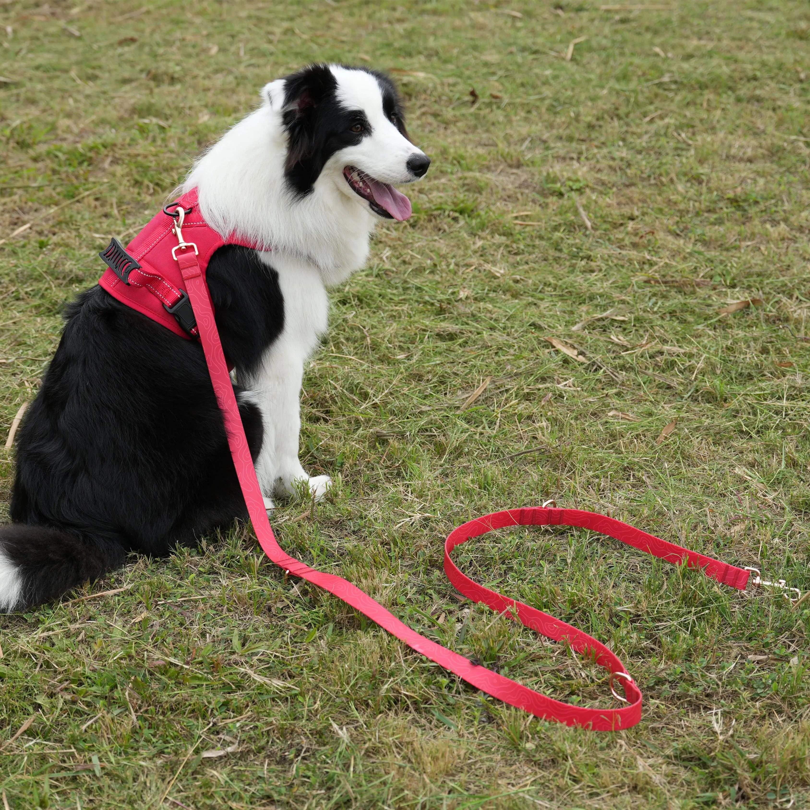 Light up Padded Collar Martingale Leash Heavy Duty Spiked LED USB Rechargeable Polyester Dog Harness