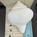 Custom Made Raw Natural Conch Sea Shells with Angel Design for Beach Decor Craft Supplies & Coastal Home Accents