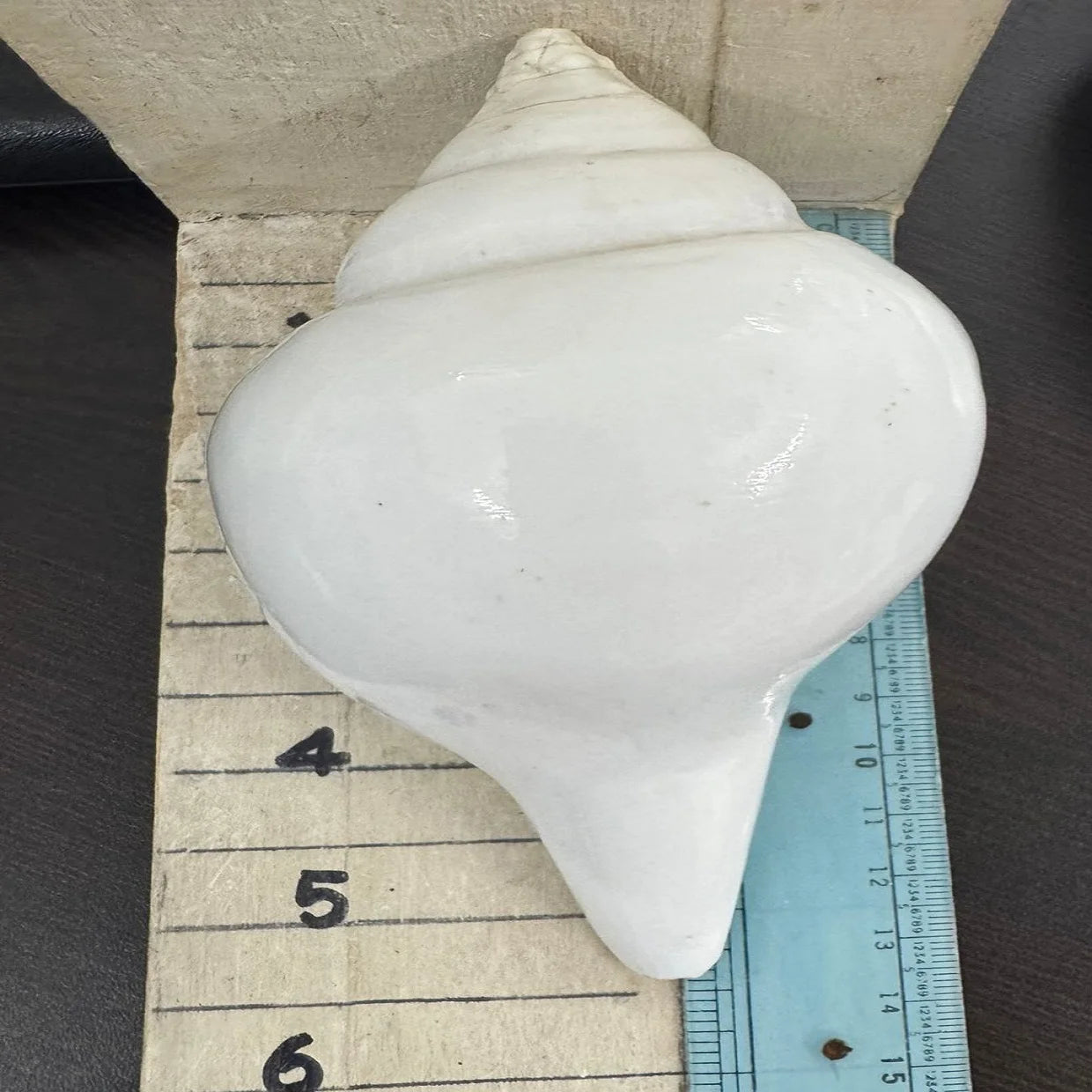 Custom Made Raw Natural Conch Sea Shells with Angel Design for Beach Decor Craft Supplies & Coastal Home Accents