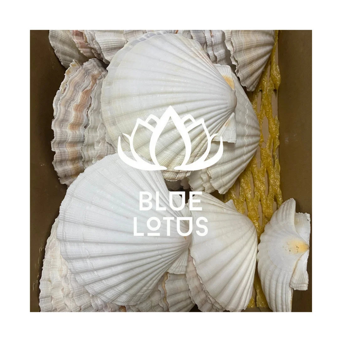 Vietnam Seashell Collection Beautiful Natural Shells for DIY Decor Projects & Handmade Gifts