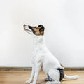 Ready To Ship Available Dog Diapers Washable Dog Diaper with Elastic Waist for Secure Fit Made in Turkey