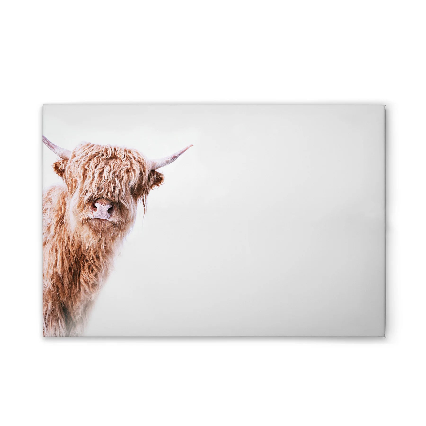 Made In Germany - Home Decor Canvas Picture Animals Cow - Wall Mural In White And Brown - Canvas Picture On Stretcher Frame