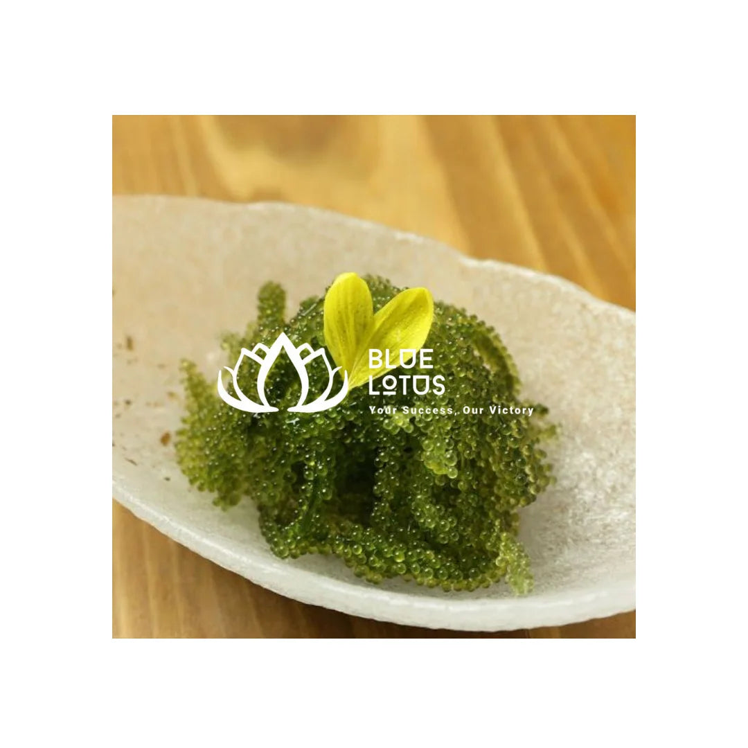 Culinary Grade Dried Sea Grapes Caulerpa Lentillifera Cultivated in Vietnam
