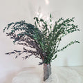 Immortal Fine Leaf Eucalyptus Candle Small Pointe Dry Flowers Glycerin Preserved Long Lasting 3-5 Years Freestanding New Year