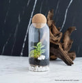 Glass Terrarium with Airtight Wood Lid Closed Terrarium Planter Clear Glass Bottle Jar Container 1200ml 40oz Indoor Ecosystem MegaBDM