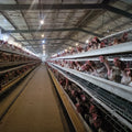 New Hot Sale Poultry Farm Equipment Laying Egg Hens Cage System Layer Battery Chicken Cage with Long Service Life