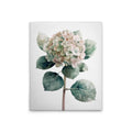 Made In Germany - Home Decor Canvas Picture Hydrangea Rose - Wall Mural In Green And White - Canvas Picture On Stretcher Frame