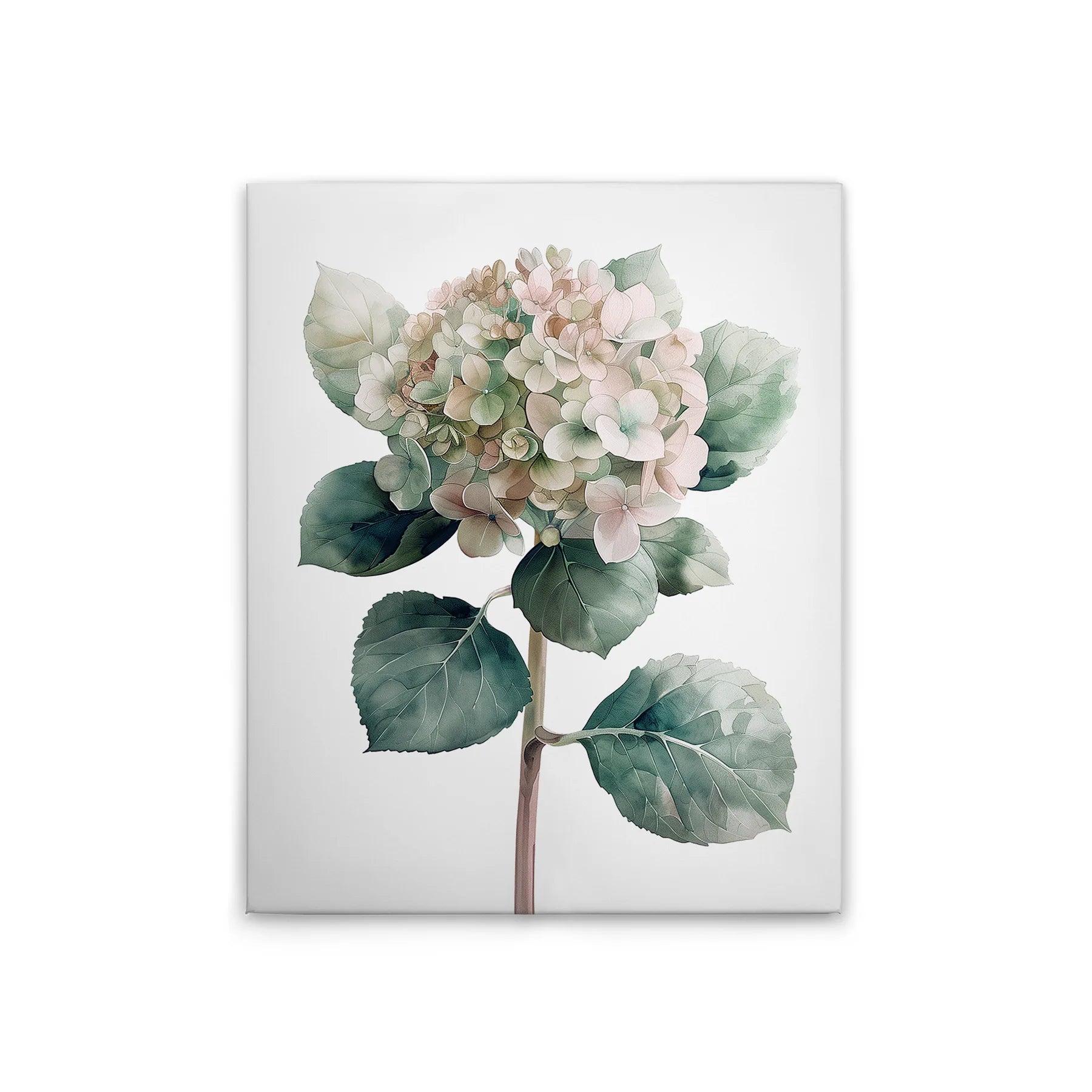 Made In Germany - Home Decor Canvas Picture Hydrangea Rose - Wall Mural In Green And White - Canvas Picture On Stretcher Frame