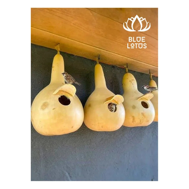 HOT SELLING Hand - Carved Gourd Bird Nests: Bring Natural Charm to Any Outdoor Space. Easily AVAILABLE - BLUE LOTUS