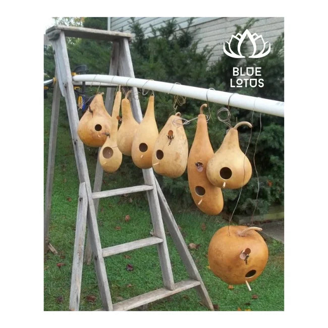 BEST SELLING Gourd Bird Houses: Eco-Friendly Decor & Safe Haven for Birds. HIGH QUALITY Craftsmanship - BLUE LOTUS