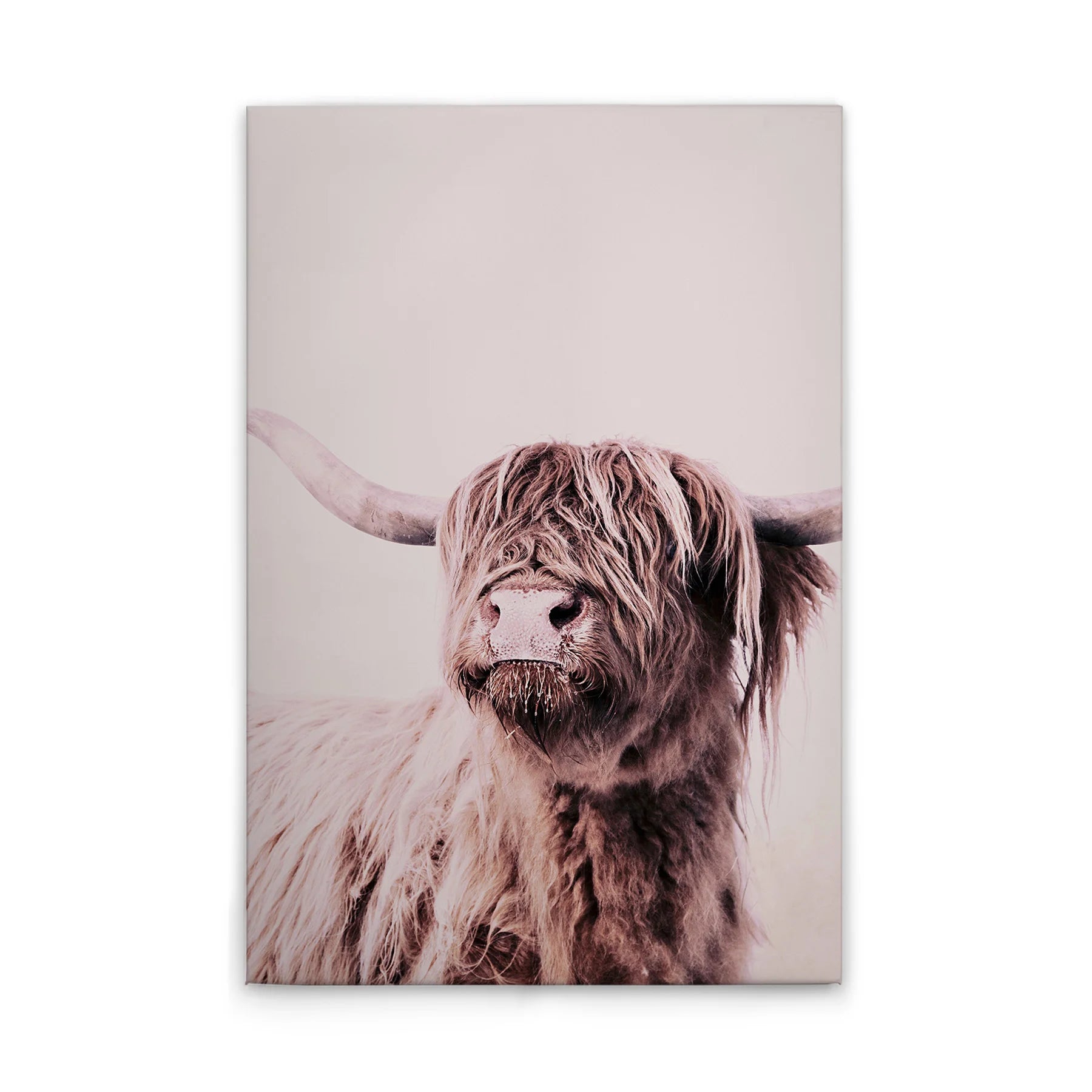 Made In Germany - Home Decor Canvas Picture Cow Beige - Wall Mural In Cream And Beige - Canvas Picture On Stretcher Frame