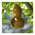 BEST SELLER for Garden Enthusiasts! Dried Gourd Bird Nests - HIGH QUALITY Artisan Craftsmanship - BLUE LOTUS