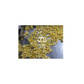 Enjoy the tropical sweetness and refreshing taste of frozen pineapple perfect for smoothies desserts and healthy recipes