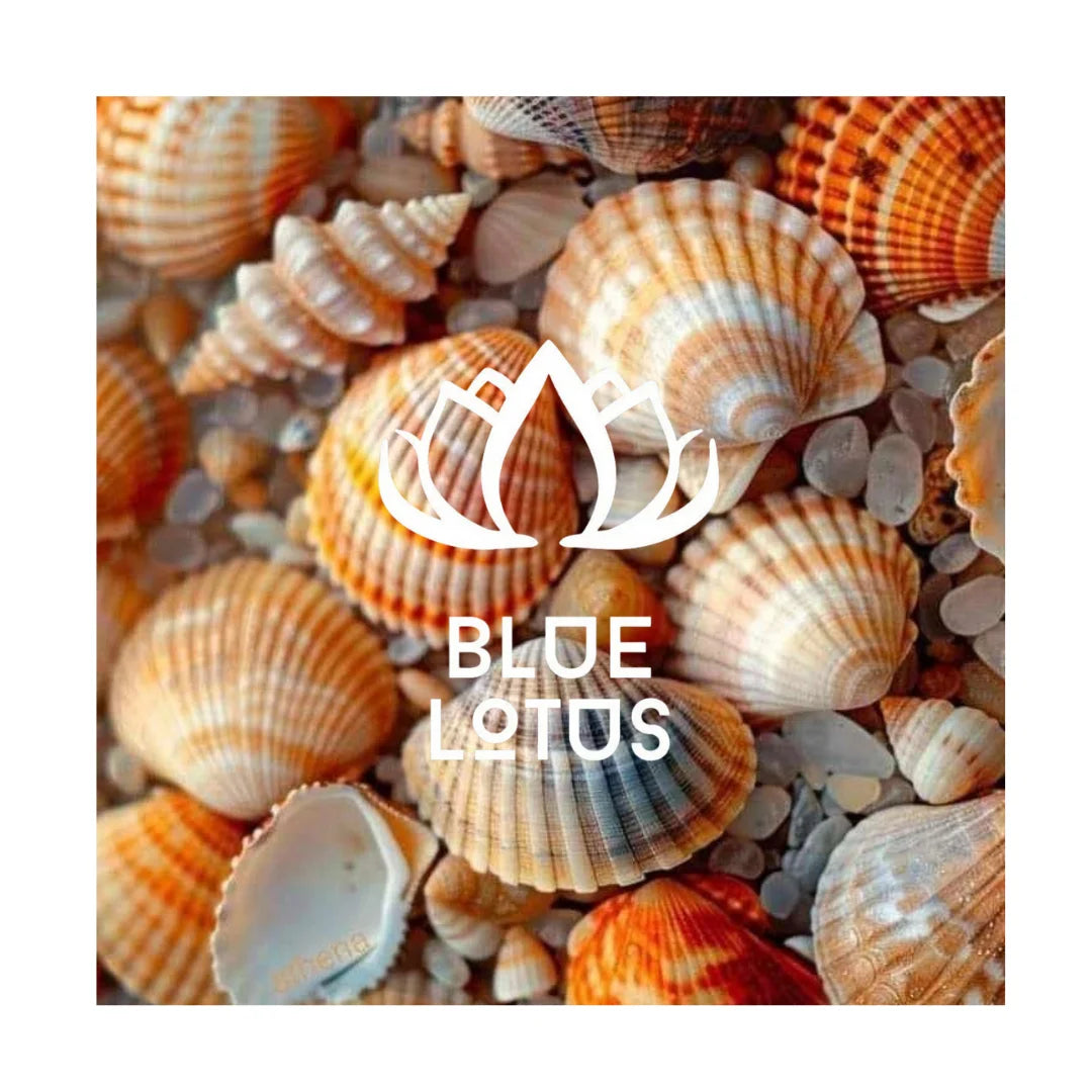 Vietnam Marine Seashells / For Seaside Home Decor Craft Displays & Charming Gift Ideas