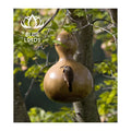 HOT SELLING! Handcrafted Gourd Bird Nests: Natural Beauty for Your Garden. HIGH QUALITY & Always AVAILABLE - BLUE LOTUS
