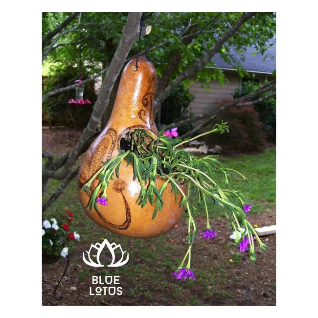 HOT SELLING Hand-Carved Gourd Planters: Bring Rustic Charm to Any Plant. HIGH QUALITY & Easily AVAILABLE - BLUE LOTUS