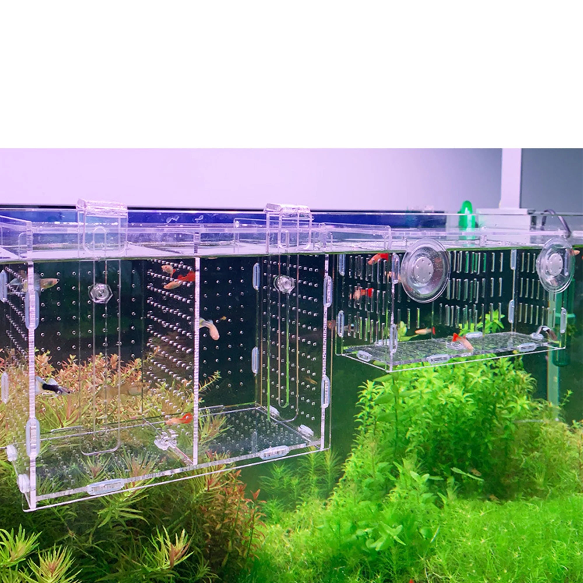 Custom Clear Acrylic Betta Aquarium Modern Luxury Hatchery Incubator Isolation Box Rectangle Shape Fish Tank