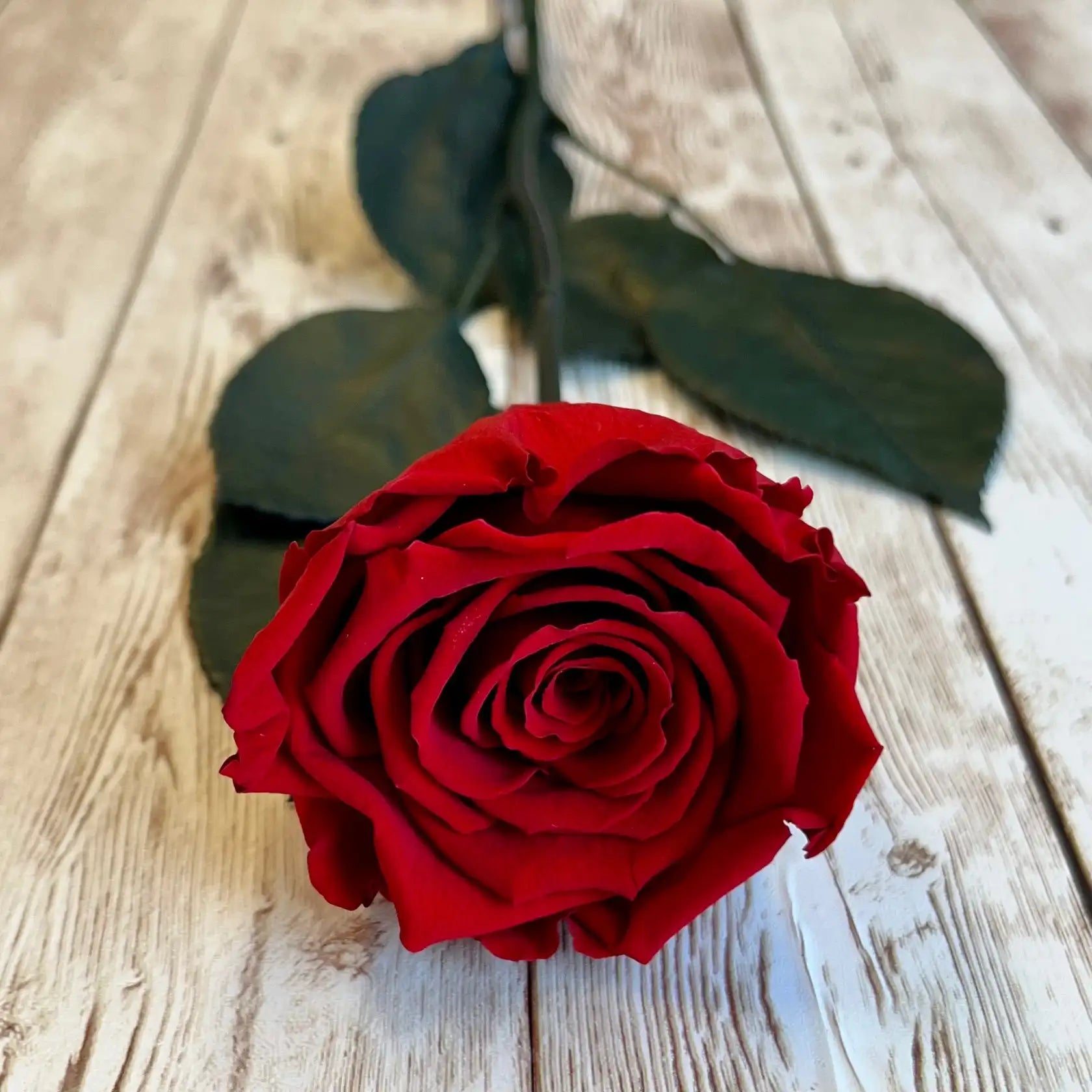 Long Stem Red Preserved Roses Wholesale Eternal Roses for Home Decoration for Graduation and Thanksgiving Valentines' Flowers