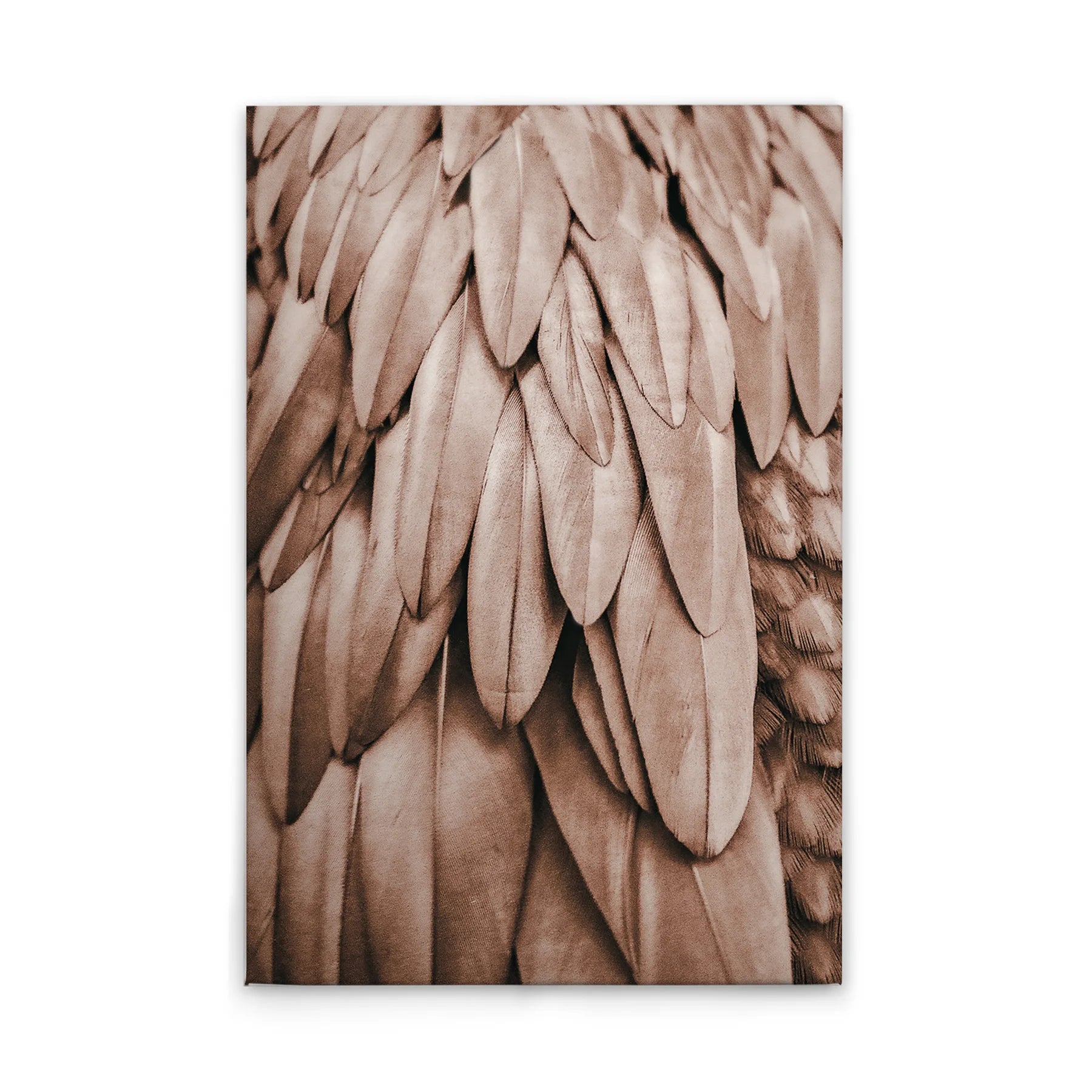 Made In Germany - Home Decor Canvas Picture Feathers Pink - Wall Mural In Pink And Beige - Canvas Picture On Stretcher Frame