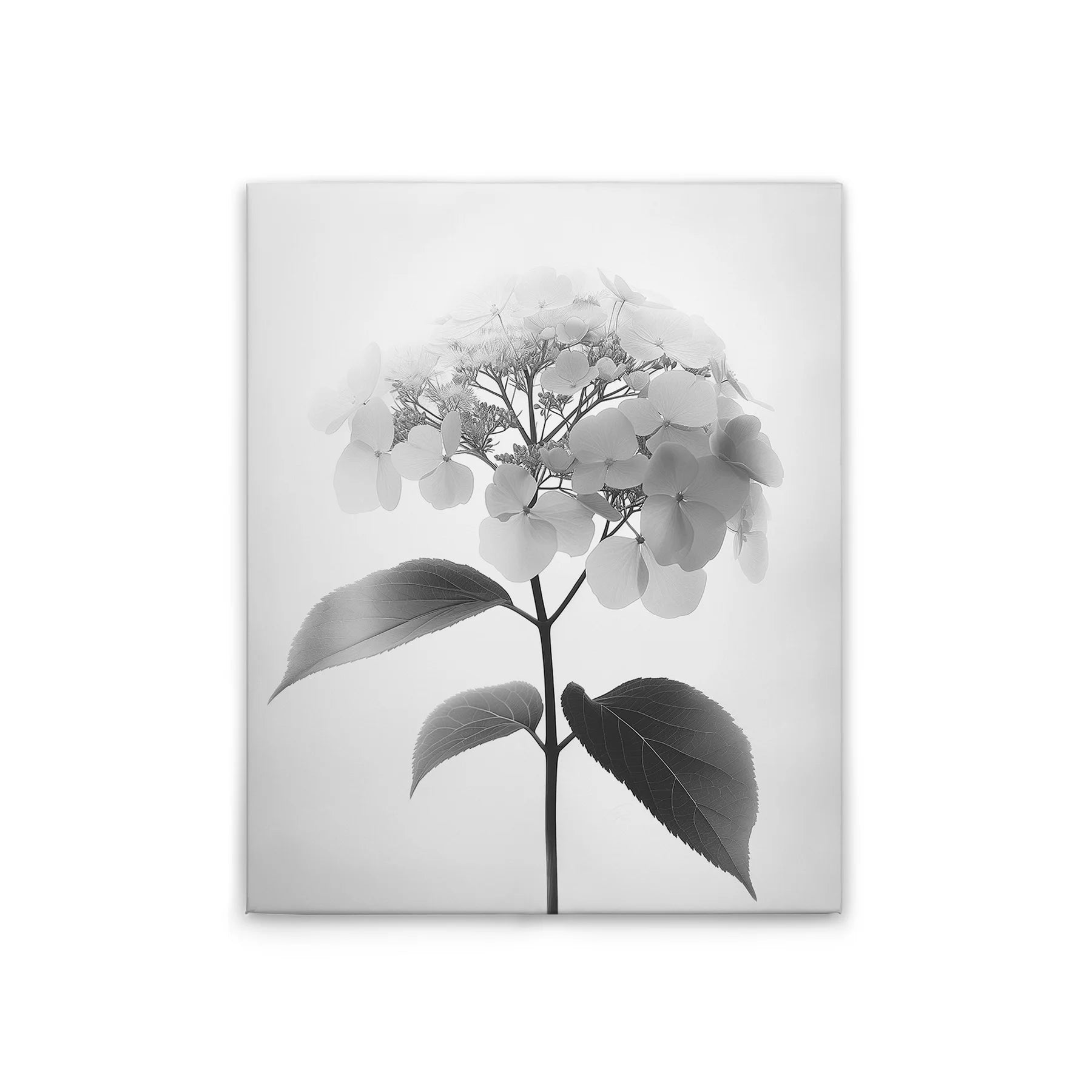 Made In Germany - Home Decor Canvas Picture Flowers Vintage Sw - Wall Painting Mural In Black And Grey - Stretcher Frame Art
