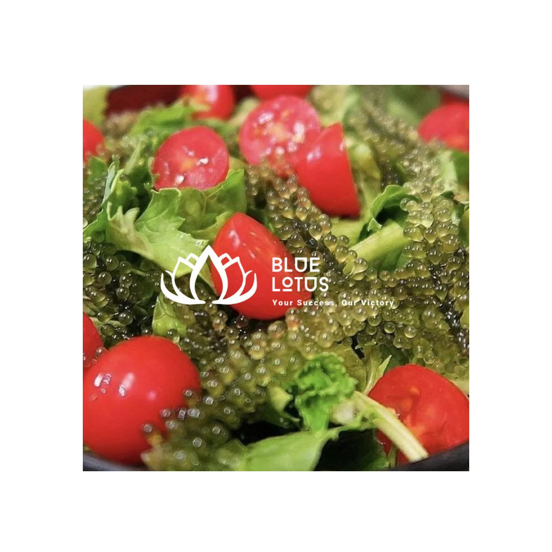 Vietnam Origin Dried Sea Grapes Caulerpa Lentillifera for Cooking and Garnishing
