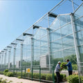 Cost-Effective Multi-Span Glass Greenhouse Temperature Control High Light Transmission for Large-Scale Agriculture (Recyclable