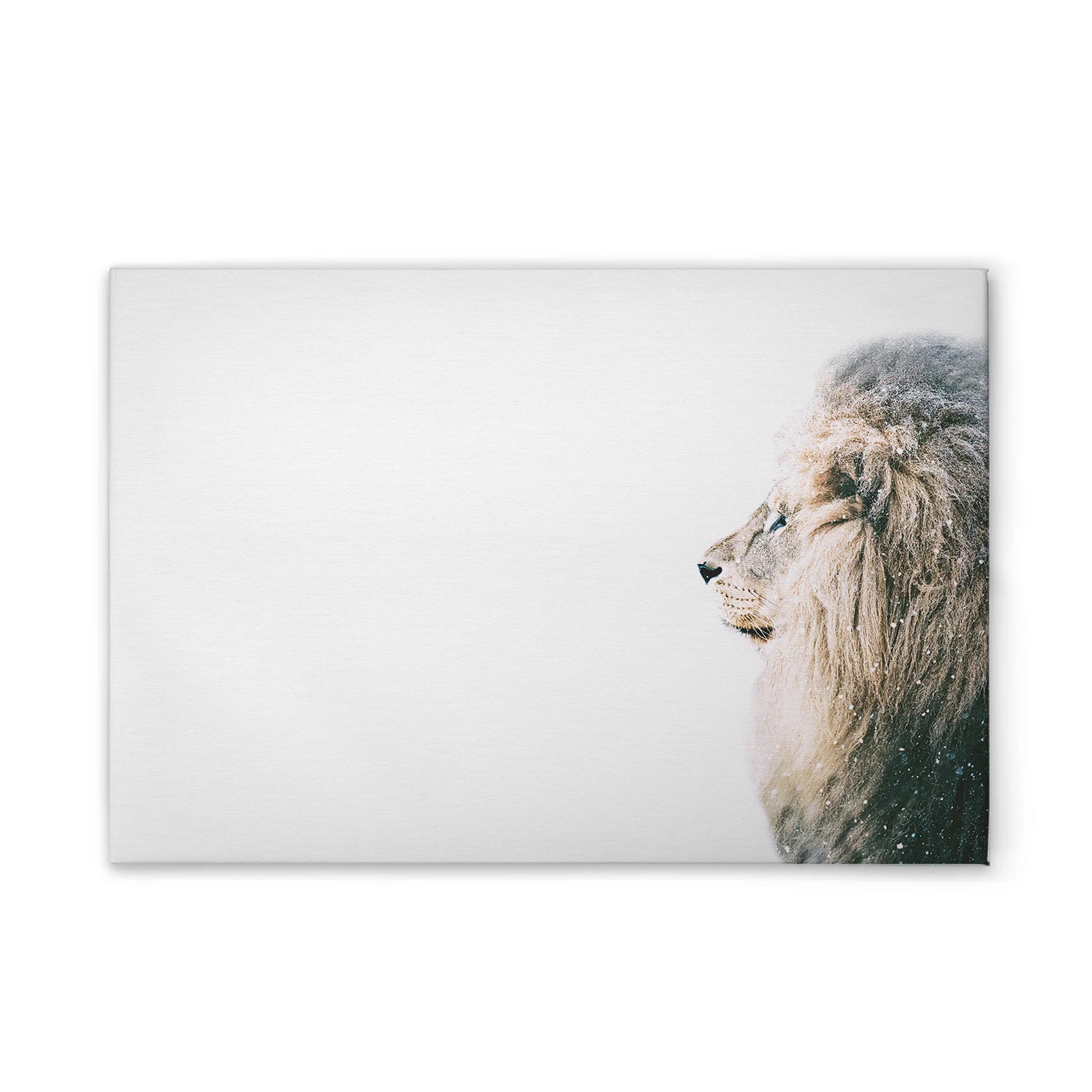 Made In Germany - Home Decor Canvas Picture Animals Lion - Wall Mural In White And Cream - Canvas Picture On Stretcher Frame
