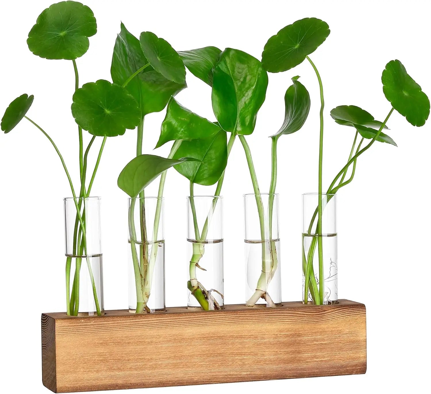 PIONEERA Modern Plant Propagation Station Wooden Stand 5 Glass Test Tubes Pots for Hydroponics-Home/Wall Indoor Gardening Gift