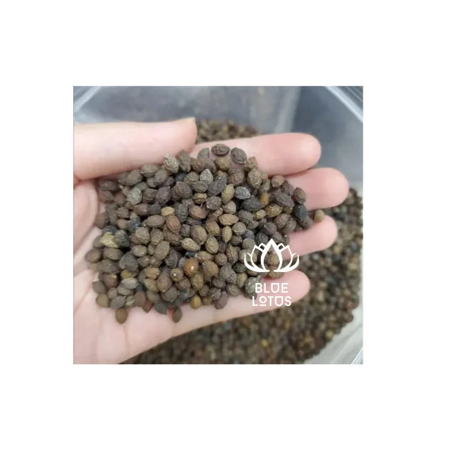 Organic Black Seed and Papaya Seed Tea with Fresh Papaya from Blue Lotus